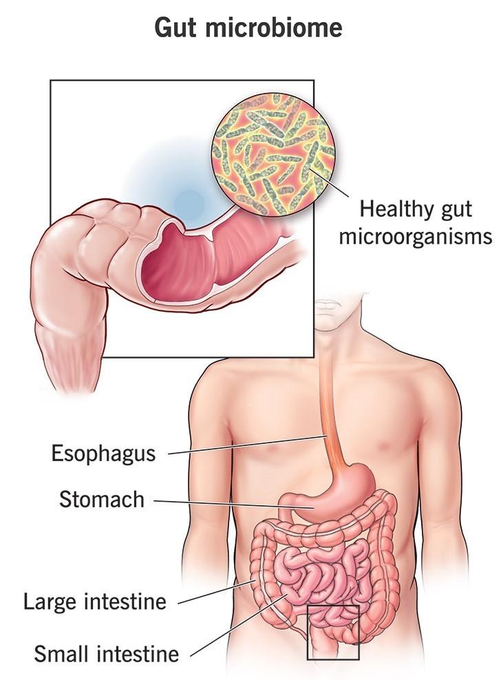 Daily routine supporting digestive wellness