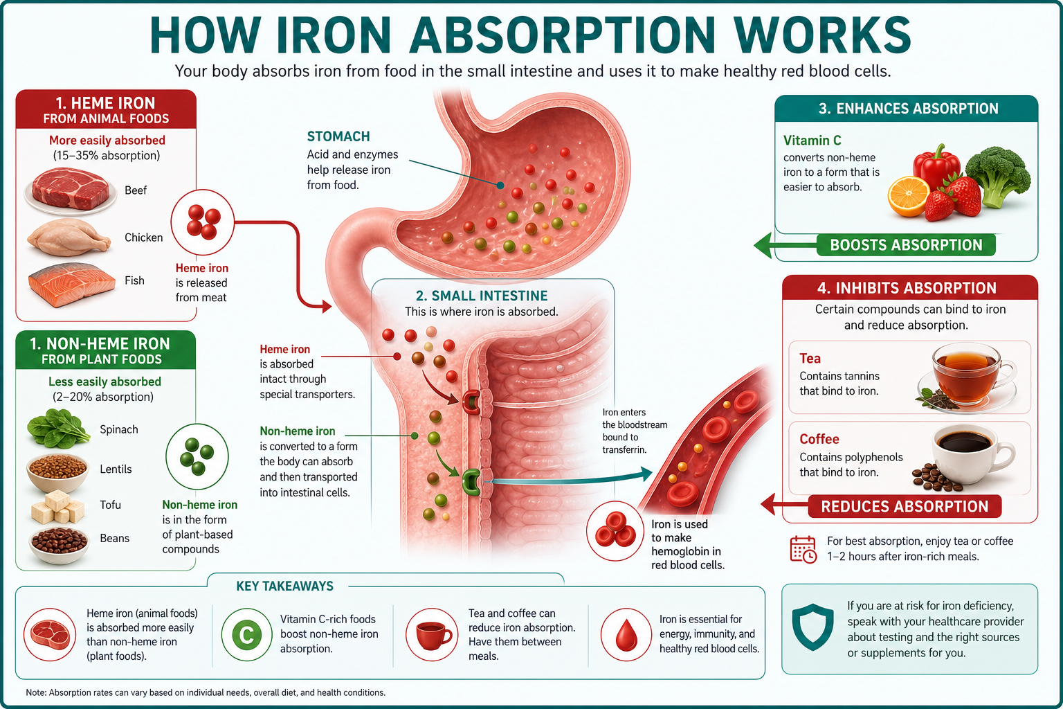 Medical infographic showing iron absorption heme vs non-heme iron and vitamin C pairing