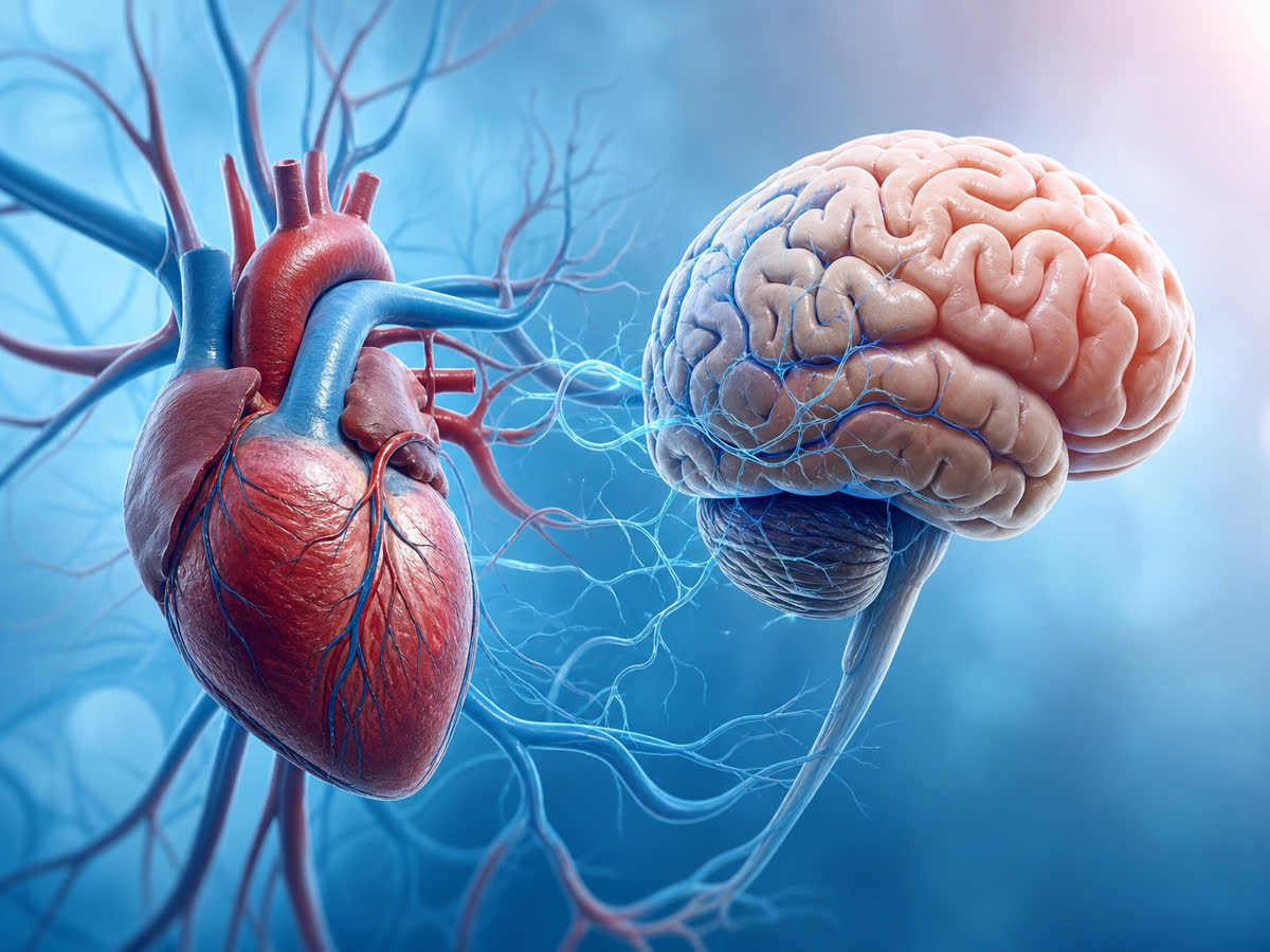 Illustration of a healthy human heart and brain representing cardiovascular and cognitive benefits of omega-3